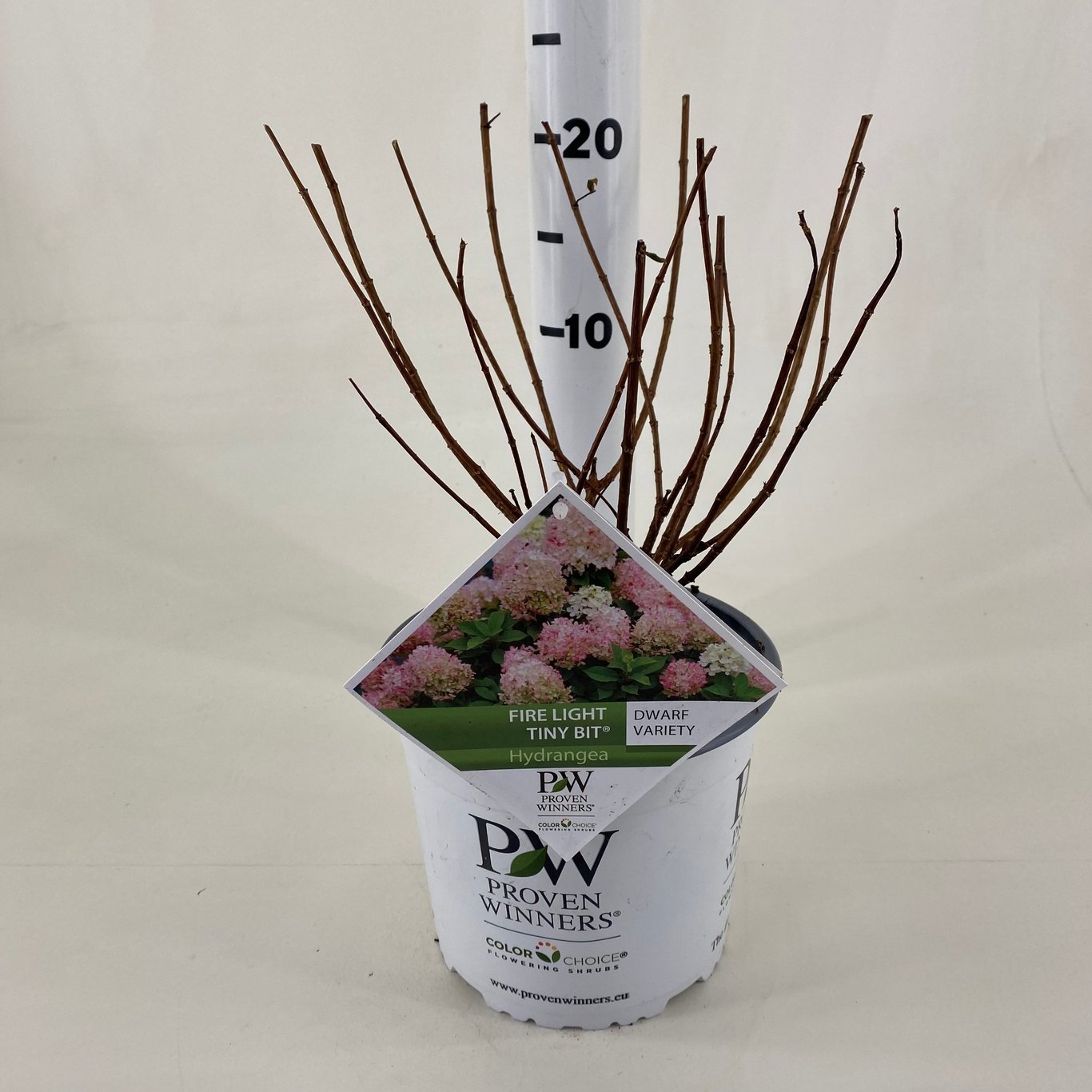 Hydrangea pan. 'Fire Light Tiny Bit' - C3 20-30 CM